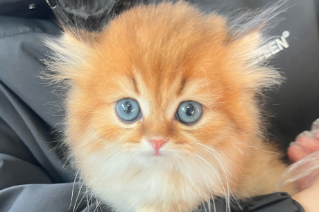 梅陇社区搭建“流浪猫驿站”，多元共治让治理更有“温度”