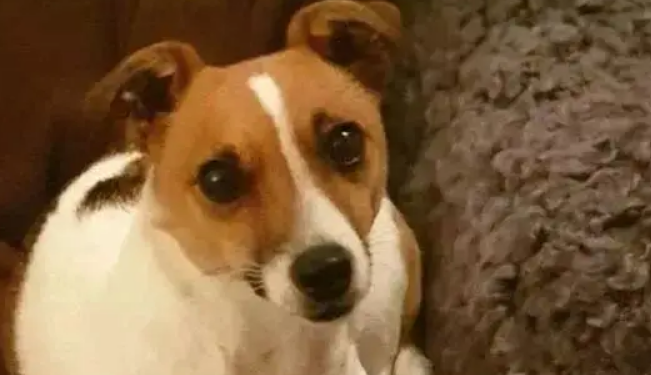 爱犬走失，男子疯狂寻找，重逢时他哭得像个小孩子… 