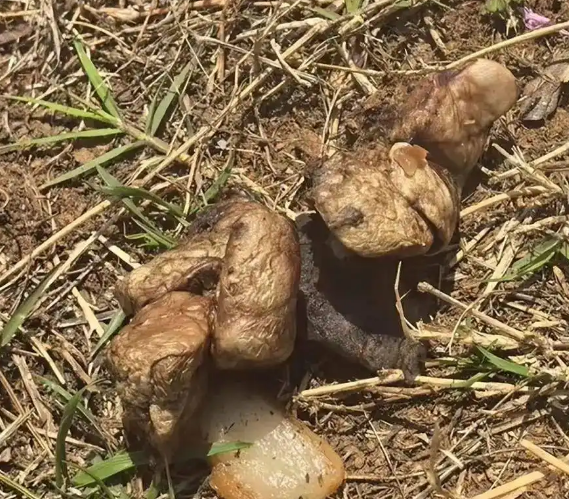 云南一公园疑有人恶意投毒，多只宠物狗死亡！警方介入