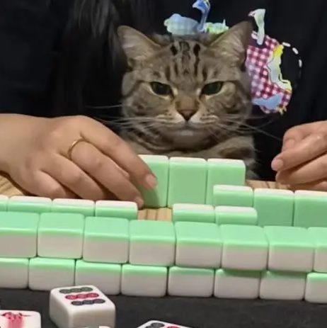 妹子抱着猫打麻将，猫居然会帮忙打！！！