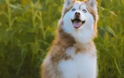 买来的宠物犬为何没活过一周？