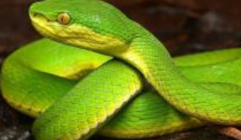 毛骨悚然，口袋内突然探出蛇头