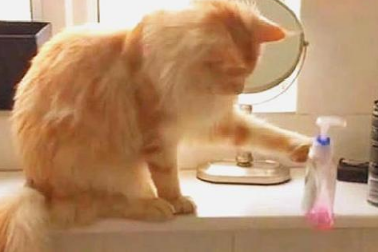 猫咪打碎主人杯子被教训，猫咪伤心大哭，猫咪气不过竟然要跳窗