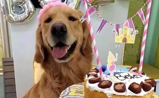 上海首例万元宠物婚礼引爆争议：当仪式感撞上伦理拷问