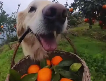 网红小狗毛毛去世，曾因帮主人摘橙子卖橙子火爆全网