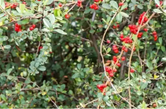 观鸟“捕”蝴蝶“捉”松鼠