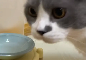 主人给猫咪喂食时，给的空碗看猫咪反应，猫咪四处找猫粮