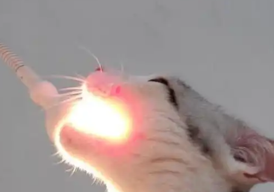 猫咪趁主人不注意啃灯泡，网友：它不觉得烫吗？