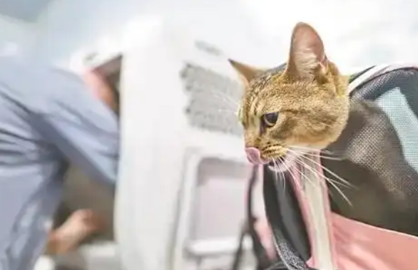 “毛孩子”驱动“它经济”成消费市场黑马