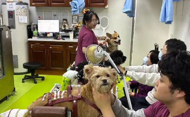 “这只小狗肝阳上亢，要降肝火”！
