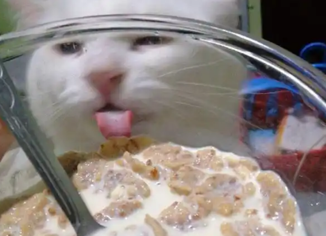 主人用玻璃碗吃东西，猫咪馋到舔碗：咦，怎么没吃到