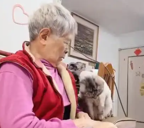 主人给猫咪上完药，猫咪就跳奶奶怀里撒娇：铲屎的欺负我