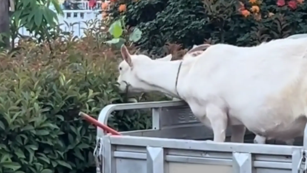 大爷骑电动三轮带两只羊，羊在车上吃“自助餐”