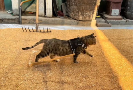 狸花猫会犁麦子。网友：要不然怎么叫犁猫呢