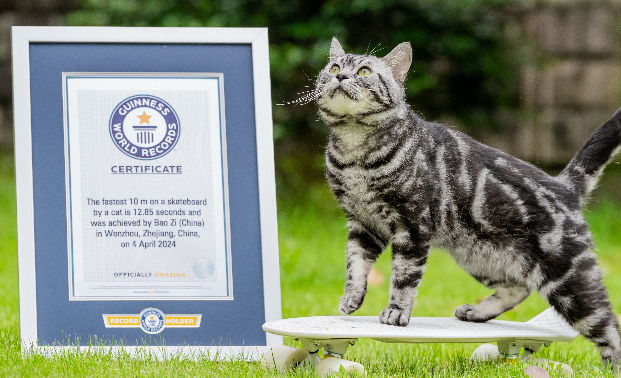 男子训练宠物猫玩滑板，成功挑战吉尼斯世界纪录