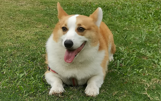 全国宠物消费市场持续升温