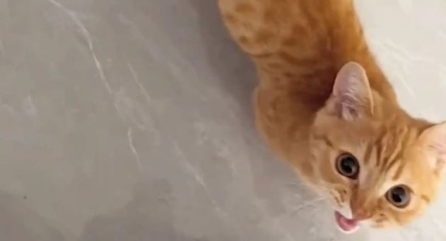 猫咪想吃薯片，急得给主人作揖。猫咪：人，求赐薯片