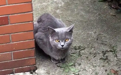 被人伤害过的流浪品种猫，全身瘦得只剩骨头，依然对人类很温柔