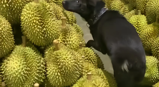狗子误入榴莲堆，进退两难，最后成功倒退出来！