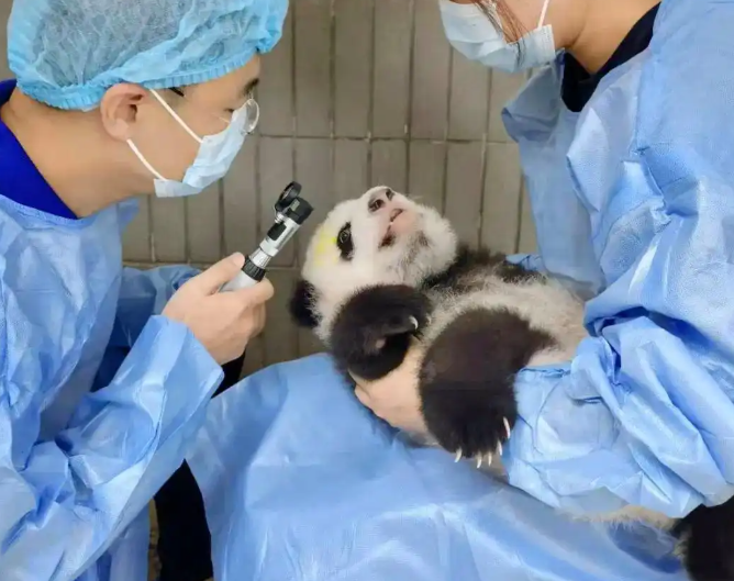 300多只大熊猫挂过他的“专家号”