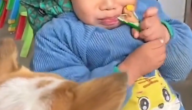狗子抢了小孩的火腿肠，撒腿就跑！