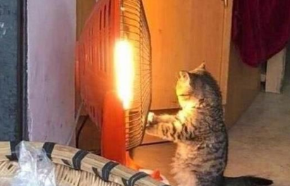主人忙着做生意猫咪却在烤火，不过喵星人的表情可把客人都逗笑了 