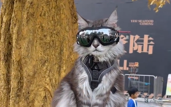 长沙“特警猫咪”站岗走红！猫咪：请叫我猫sir！