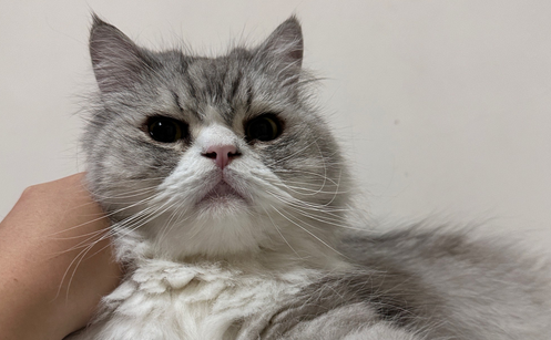 网购宠物猫竟成“开盲盒”