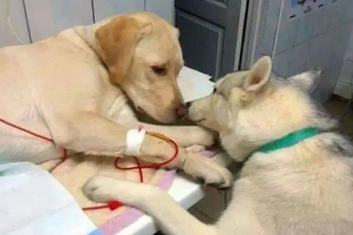 兽医院请了一只安慰病犬的狗助理，竟然是哈士奇？