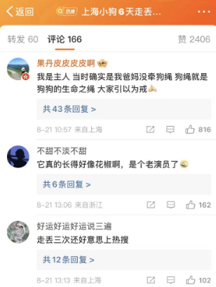 上海小狗六天内三度走失，最终在浙江被找回