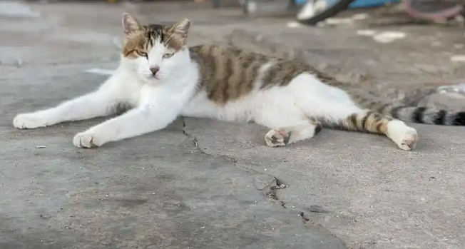 流浪猫狗成“流动隐患”，该如何治理？
