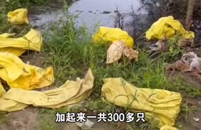 猫贩子运猫被热心人拦阻，为毁灭证据将猫，扔水沟淹死