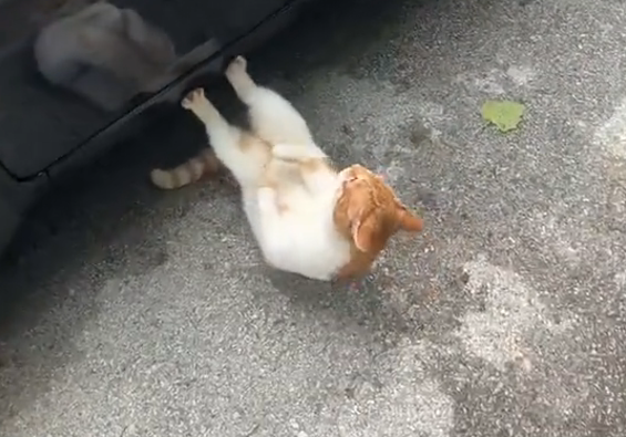晨起奇遇：流浪猫在车底大秀'仰卧起坐'，萌化路人心！