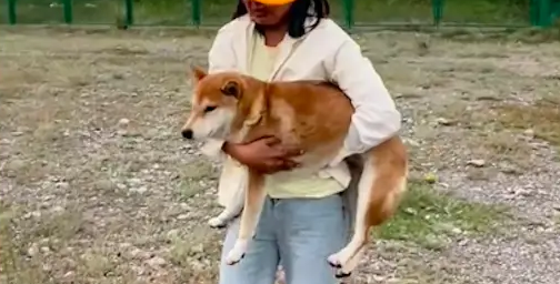 带狗去新疆玩不幸走丢，从别人照片看到它，立马飞回来