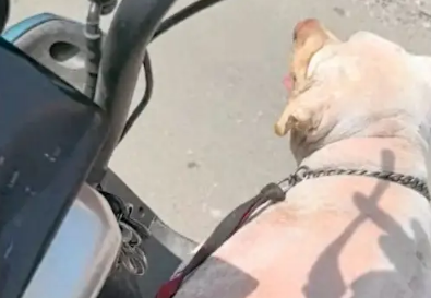 主人电瓶车没电了，胖成猪的狗狗就是不愿下来