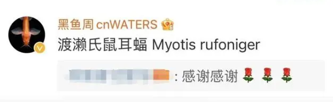 稀罕！武汉首次发现“最美蝙蝠”