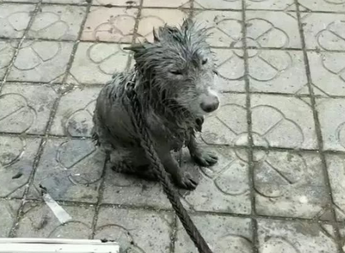 大狗治水，为了治水也是孜孜不倦，最后那个治粪坑的就有点看不懂