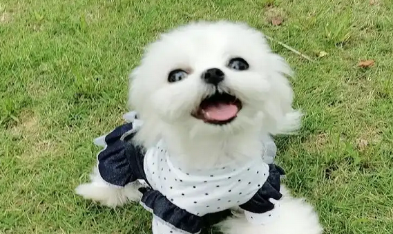 宠物店店员给宠物犬洗澡时被咬伤