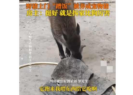 野猪上门“蹭饭”被当宠物养