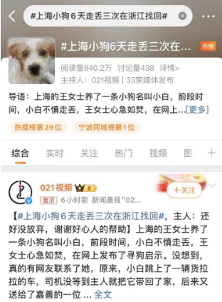 上海小狗六天内三度走失，最终在浙江被找回