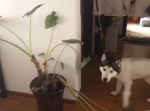 给二哈剃了毛它就绝望了：跳楼，拆家，主人打骂它也无动于衷了 