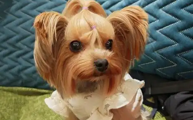 养猫狗“没意思”蜥蜴小蛇成北京青少年“新宠”