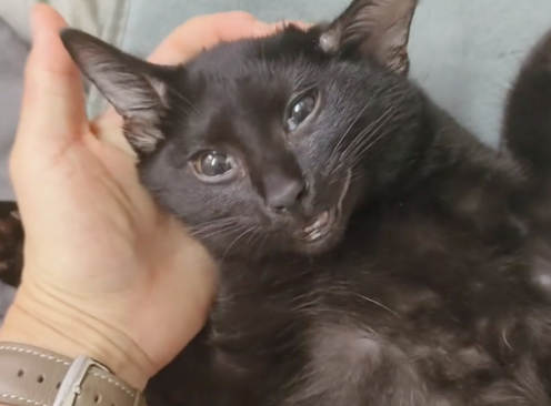 猫咪撞到女生的腿直接晕倒，当场就没了意识