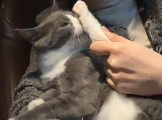 当男朋友带着小猫来接我时，幸福这一刻具象化了