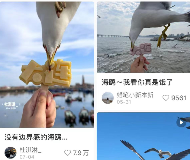 大连的海鸥没有一点边界感