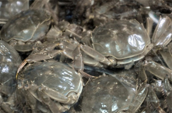 宿迁大闸蟹出口量连续18年位居全省第一