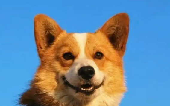 13岁女孩在宠物经营点被狗咬伤