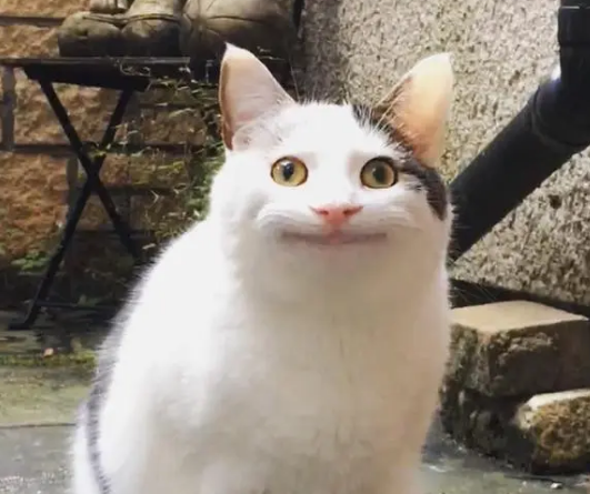 猫咪自带“职业假笑”，网友质疑是P图，背后却另有原因