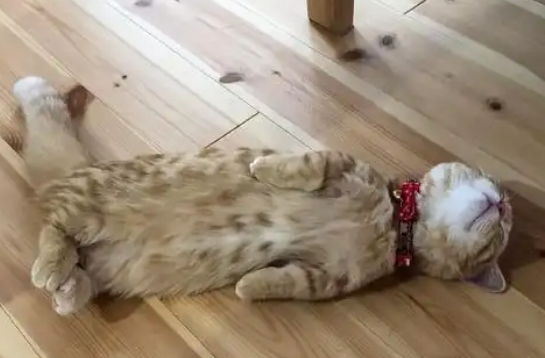 主人回家没看到猫，看到这一幕笑喷：这睡姿也是绝了