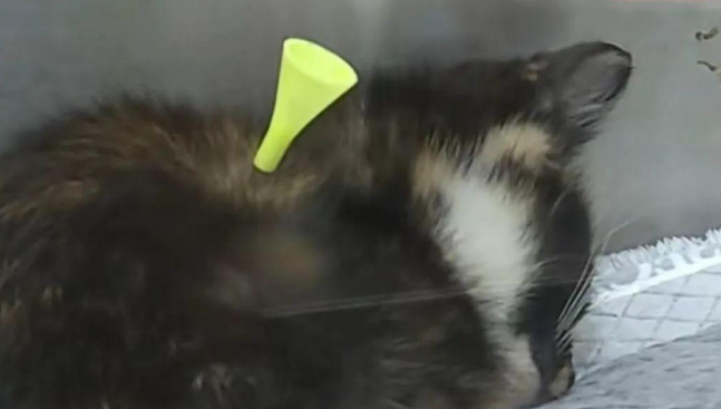 残忍！流浪猫身中10箭死亡，还有多只猫咪被射伤